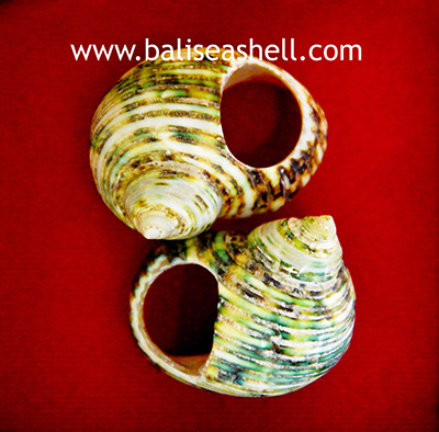 Ring Green Shell Jewelry From Indonesia