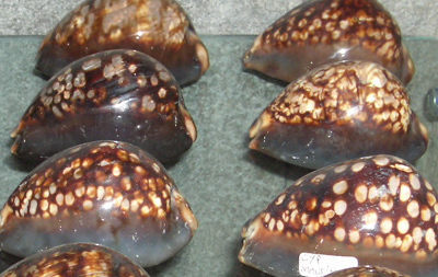 Cypraea mauritiana