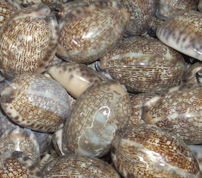 Cypraea arabica
