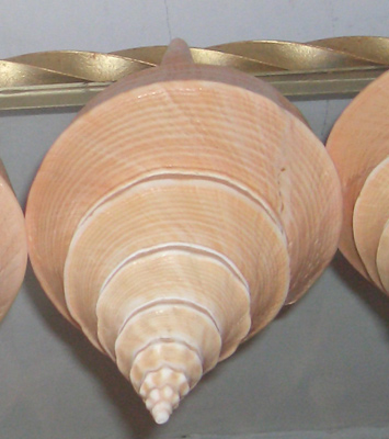 Syrinx aruanus
