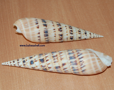 Terebra maculata