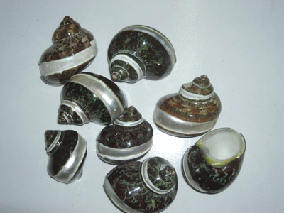 Small Shell Carved