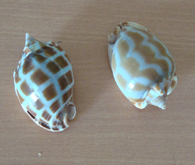 Phalium areola