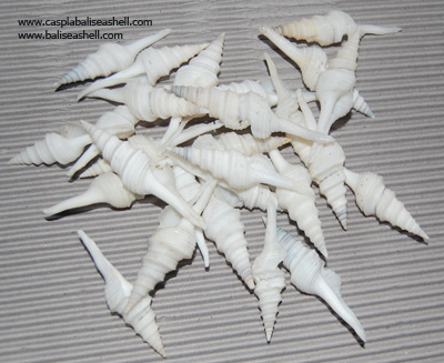 turridae or stick shell small