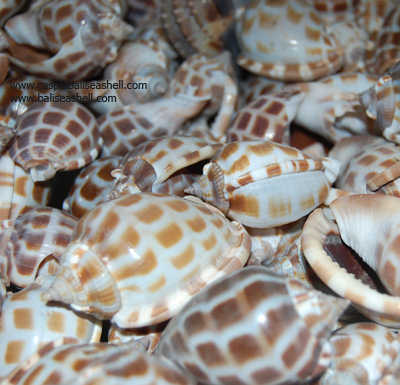 Phalium areola