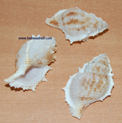 Bursa rana