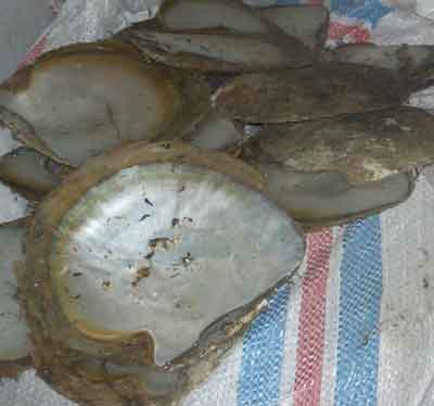 Pinctada maxima or Mother of Pearl Shell