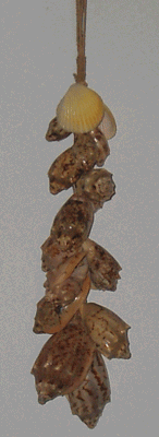 Curtain Tieback Cymbiola Shell