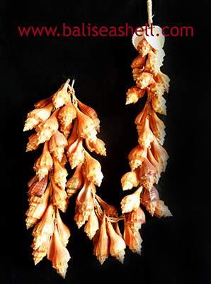 Hemifusus Ternatanus Shell Curtain Decoration