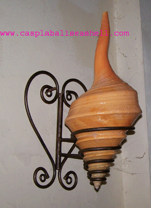 Seashell Lamp Srinq Aruanus