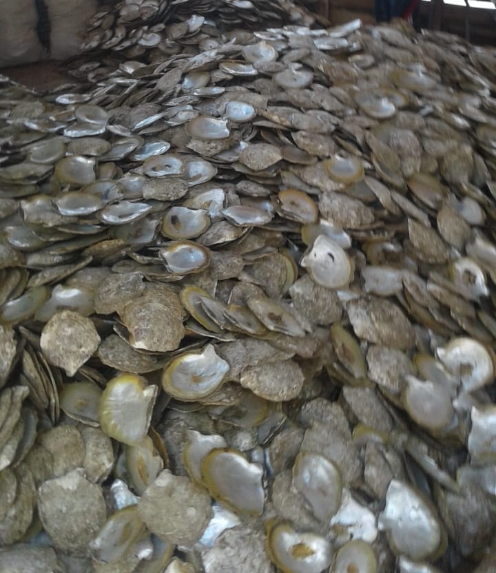 Farm MOP Shell ( Pinctada Maxima )
