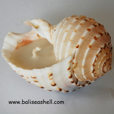 Seashell Light Candle Art