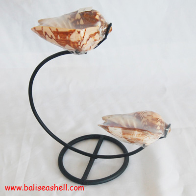 Cymbiola (Aulica) nobilis Shell Candle Art