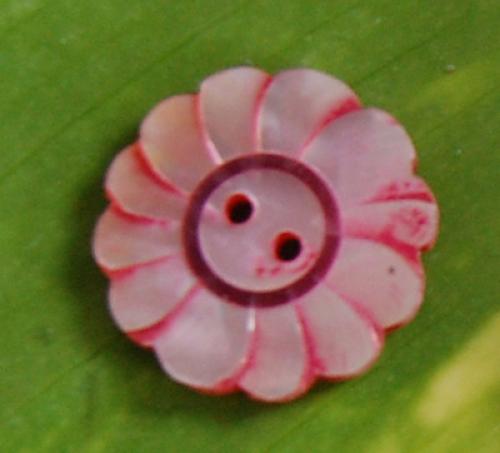 colection shell necklace