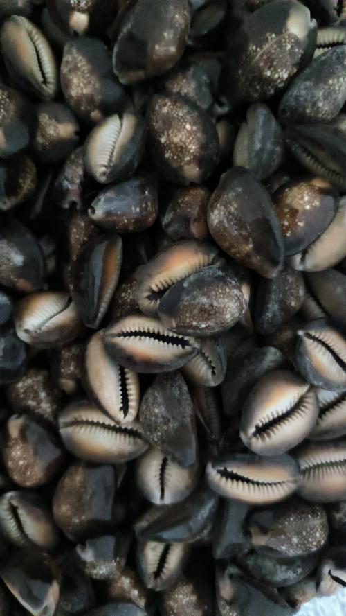 Pleuroploca trapezium