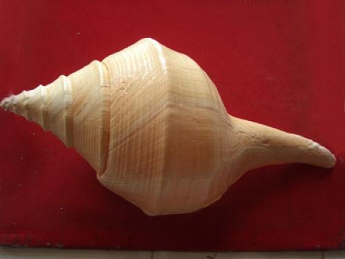 colection shell necklace