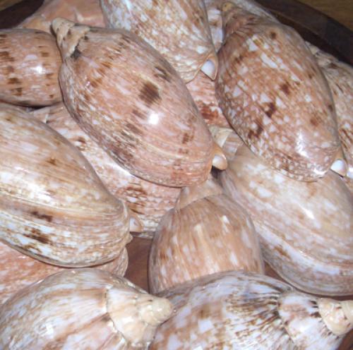 Cymbiola nobilis