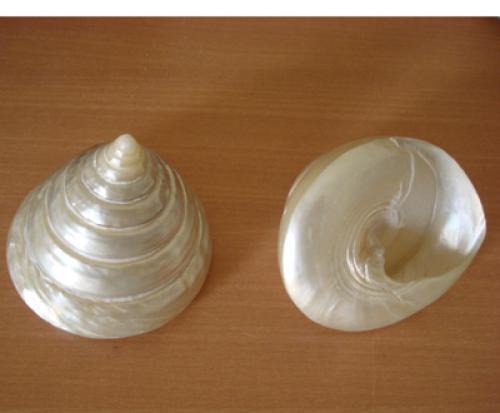 Tectus Pyramis Shell Box