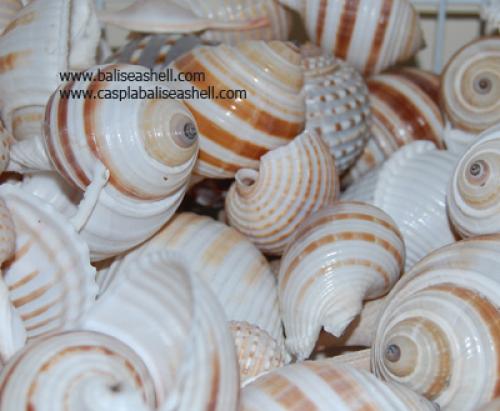 Pteria Penguin Shell Box Good Quality