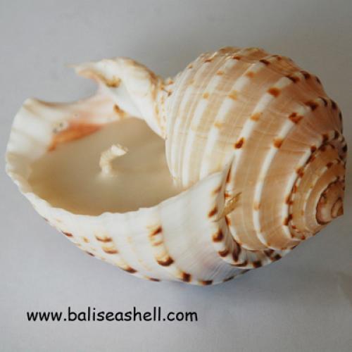 Turtle Crafts Shell Green And Receine